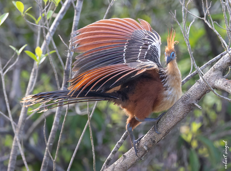 hoatzin